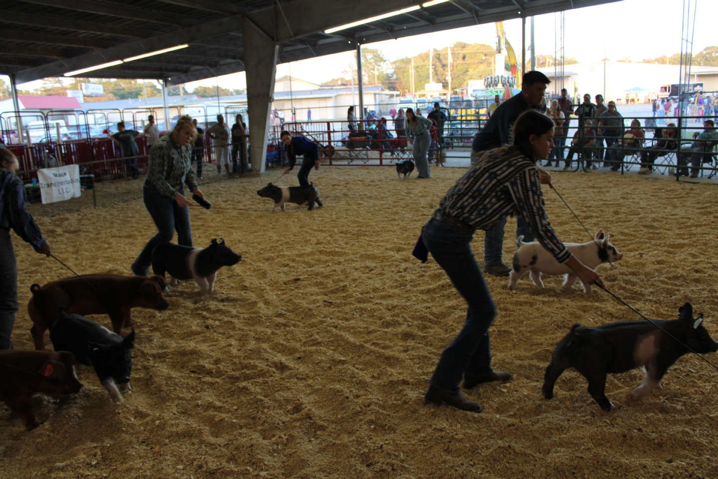 Livestock Shows 2023