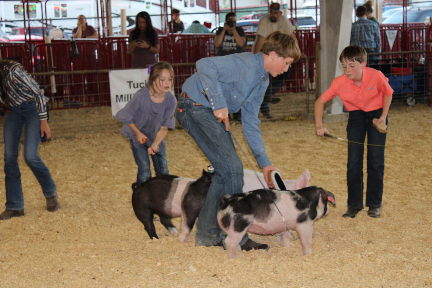 Livestock Shows 2023