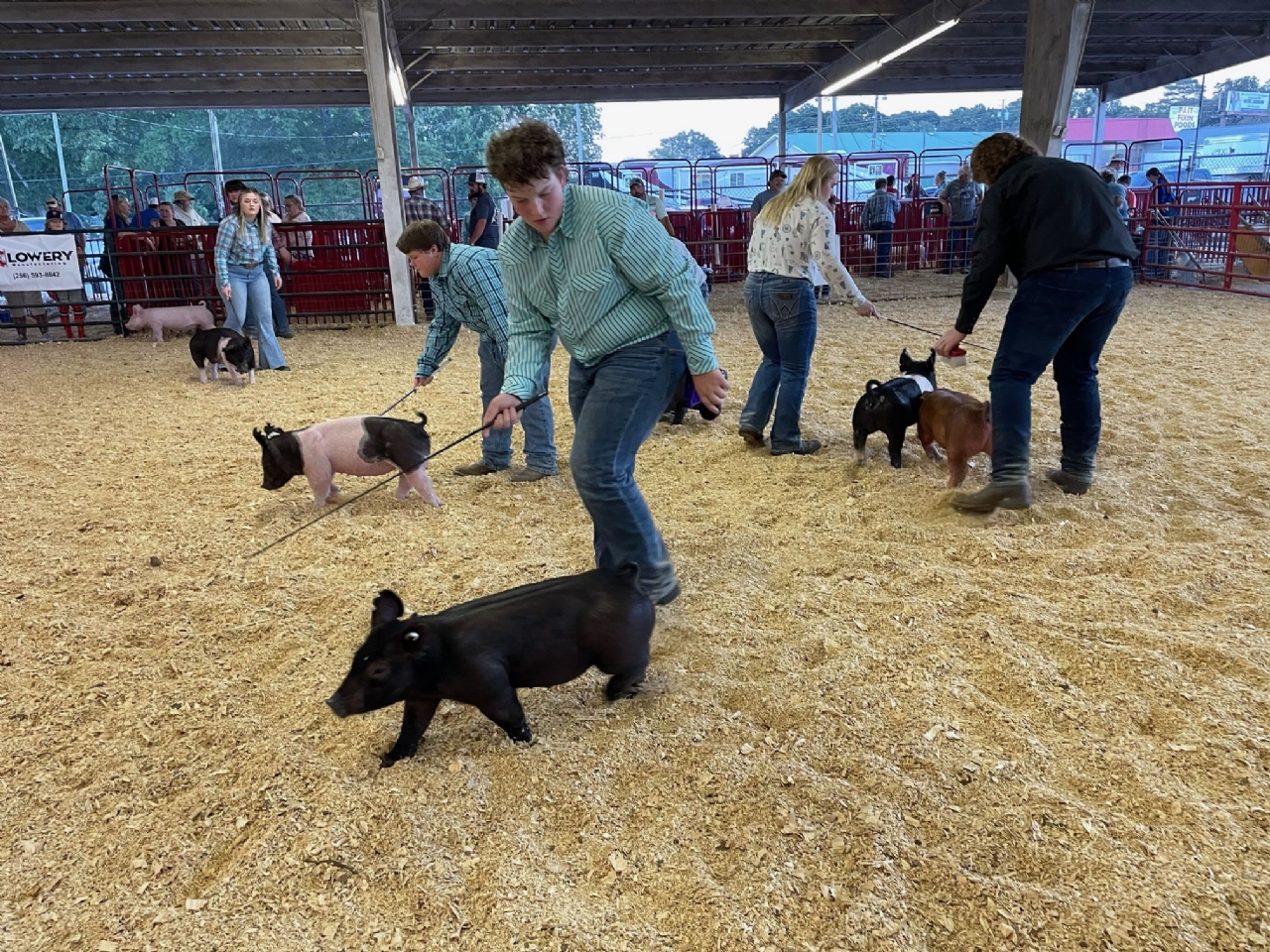 Livestock Shows 2023