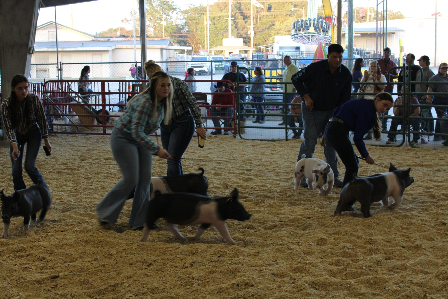 Livestock Shows 2023