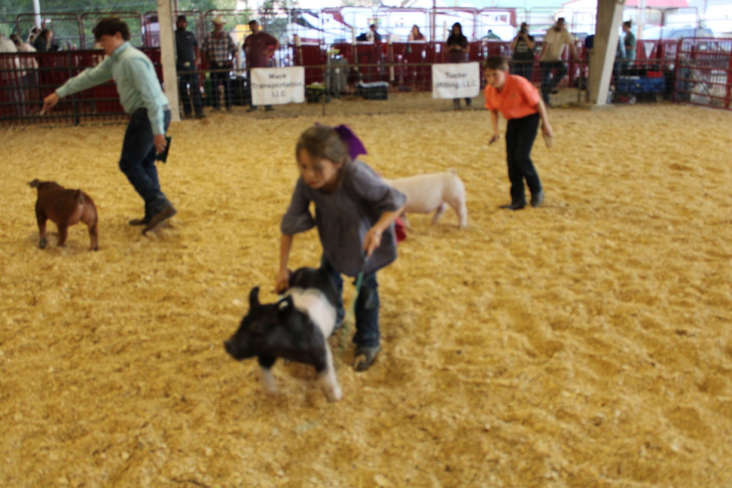 Livestock Shows 2023