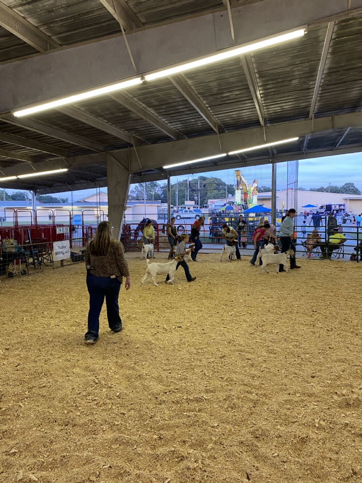Livestock Shows 2023