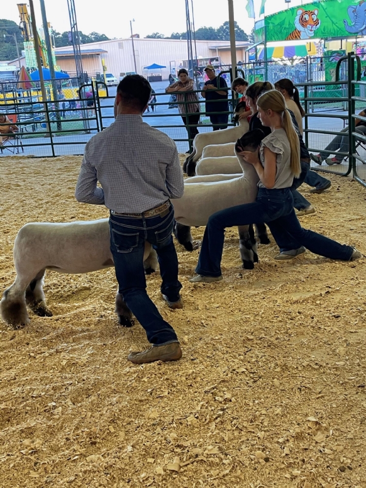 Livestock Shows 2023