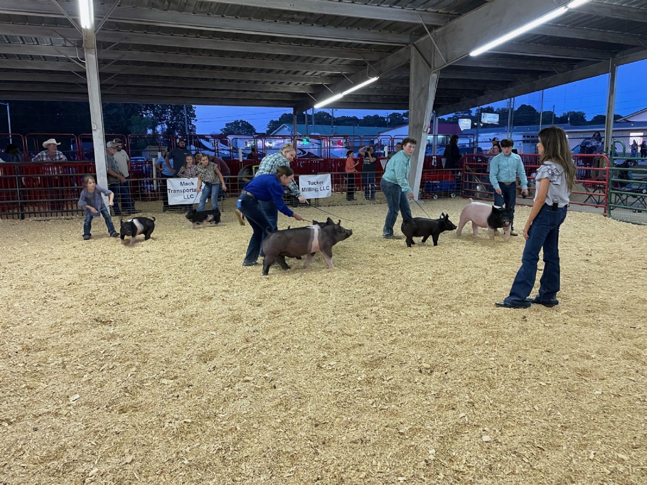 Livestock Shows 2023