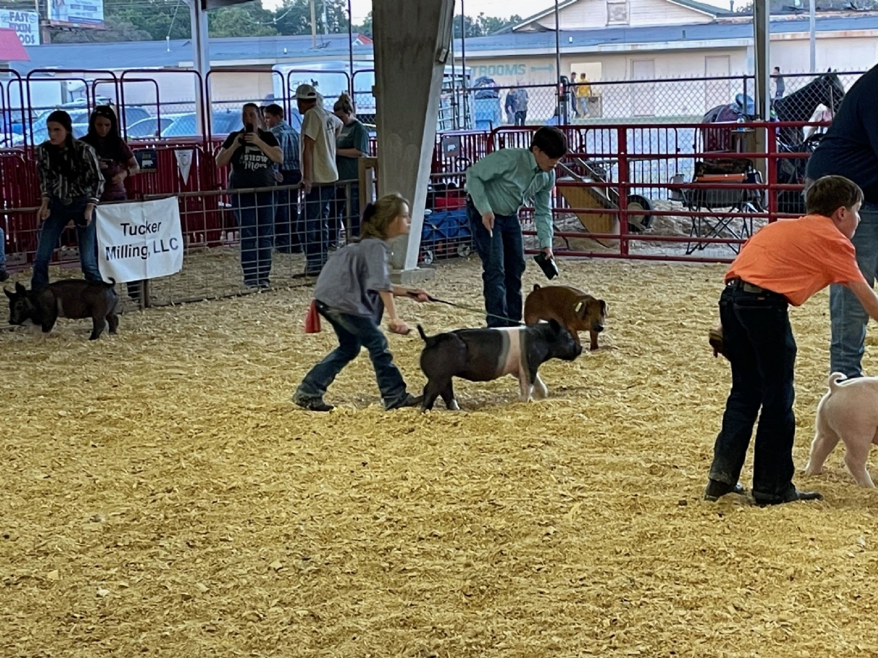 Livestock Shows 2023