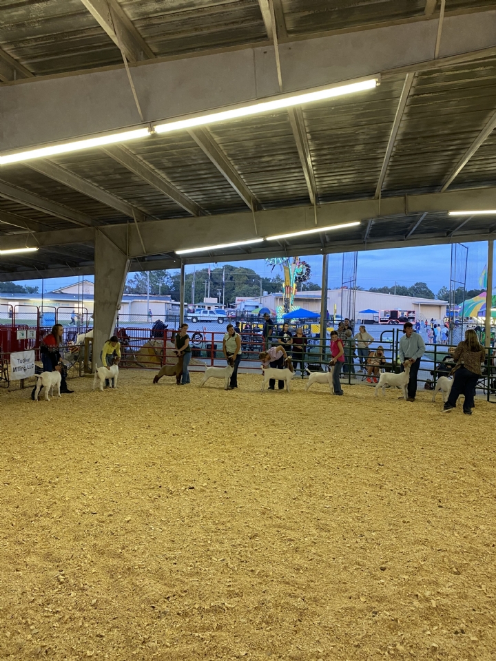 Livestock Shows 2023