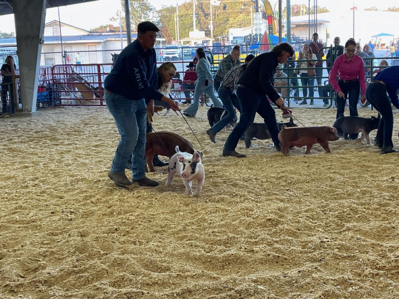 Livestock Shows 2023